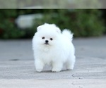 Small Photo #5 Pomeranian Puppy For Sale in CINCINNATI, OH, USA