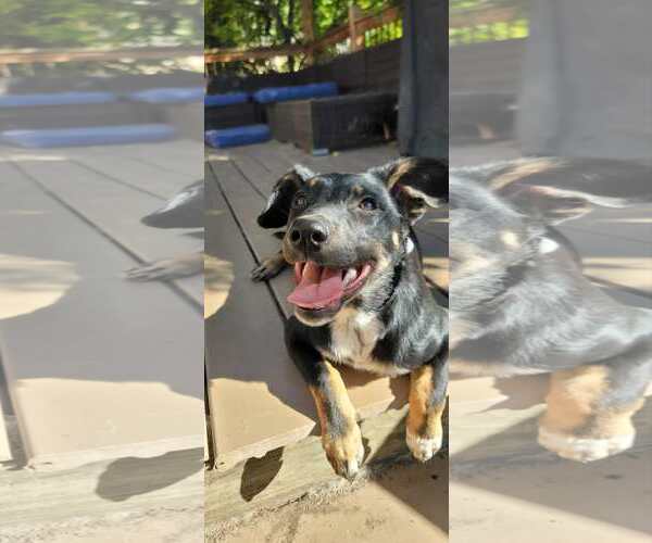 Medium Photo #8 Collie-Unknown Mix Puppy For Sale in Sandy, UT, USA