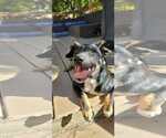 Small #7 Collie Mix