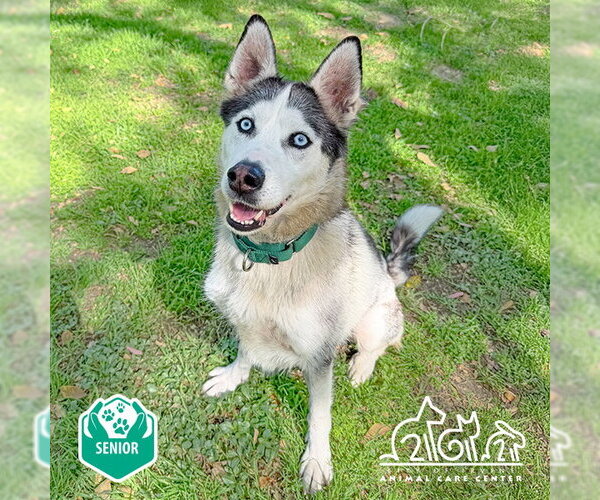 Medium Photo #3 Siberian Husky Puppy For Sale in Irvine, CA, USA