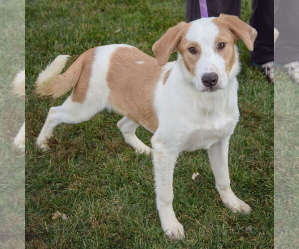 Medium Photo #2 Great Pyrenees-Unknown Mix Puppy For Sale in Huntley, IL, USA