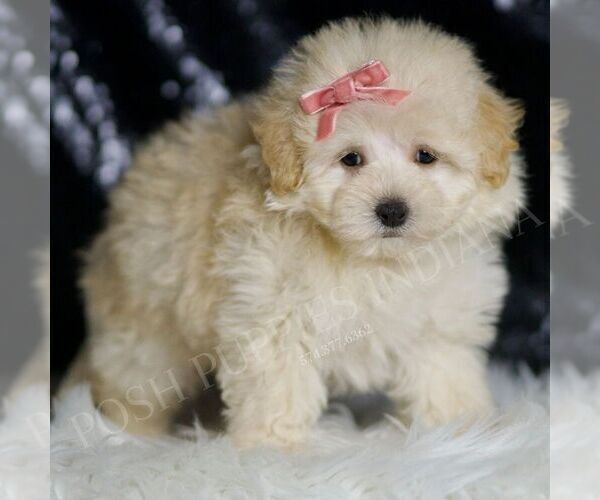 Medium Photo #4 Maltipoo Puppy For Sale in WARSAW, IN, USA