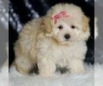 Small #3 Maltipoo