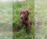 Small #3 Labrador Retriever Mix