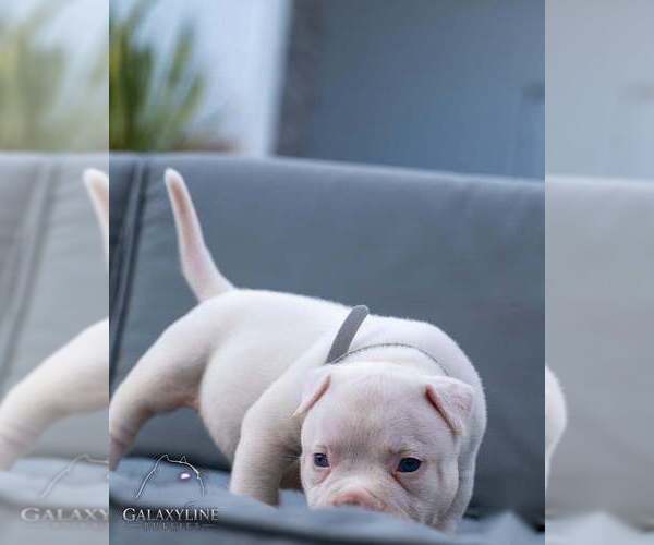 Medium Photo #1 American Bully Puppy For Sale in FORT MYERS, FL, USA