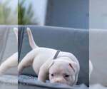 Pluto Jr - Male American Bully Puppy for Sale - Small photo