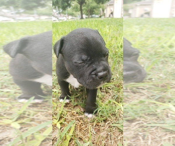 Medium Photo #2 Staffordshire Bull Terrier Puppy For Sale in HOUSTON, TX, USA