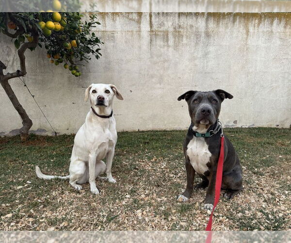 Medium Photo #9 American Pit Bull Terrier-Unknown Mix Puppy For Sale in W Hollywood, CA, USA