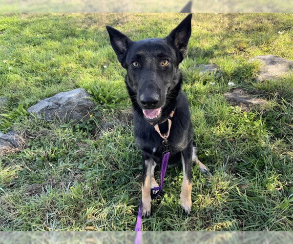 Medium Photo #1 German Shepherd Dog Puppy For Sale in McKinleyville, CA, USA