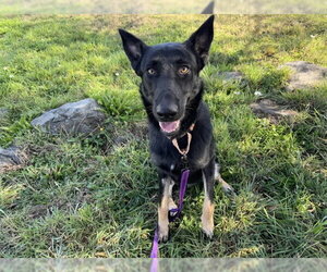 German Shepherd Dog Dogs for adoption in McKinleyville, CA, USA