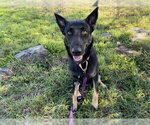 RANGER - Male German Shepherd Dog Dog for Adoption - Small photo