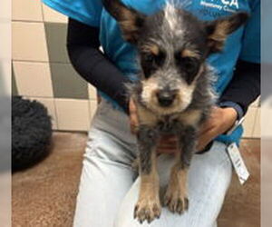 Mutt Dogs for adoption in Salinas, CA, USA