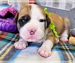 Puppy Lime collar Alapaha Blue Blood Bulldog