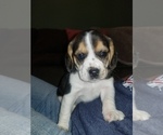 Puppy 9 Beagle