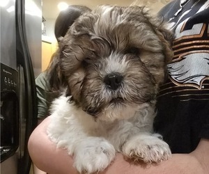 Zuchon Puppy for sale in NEOSHO, WI, USA