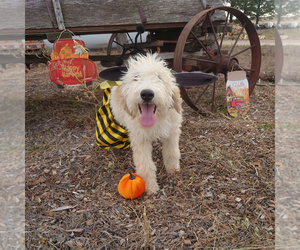 Goldendoodle Puppy for Sale in PEYTON, Colorado USA