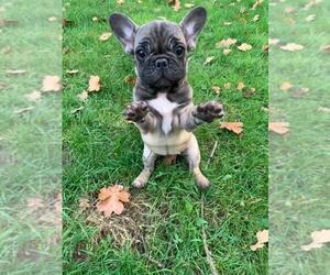 French Bulldog Puppy for sale in HILLSBORO, OR, USA