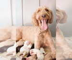 Small Photo #1 Goldendoodle Puppy For Sale in MONTGOMERY, AL, USA