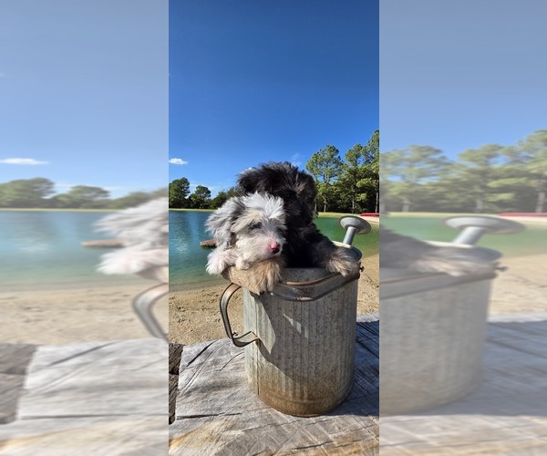 Medium Photo #7 Aussiedoodle Toy Puppy For Sale in JONES, OK, USA
