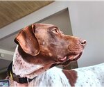 Small Photo #3 German Shorthaired Pointer Puppy For Sale in Menlo Park, CA, USA