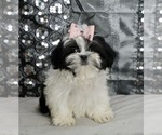 Small Photo #3 Zuchon Puppy For Sale in WARSAW, IN, USA