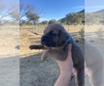 Small Photo #21 Cane Corso Puppy For Sale in HEREFORD, AZ, USA