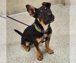 Small Australian Kelpie-Rottweiler Mix