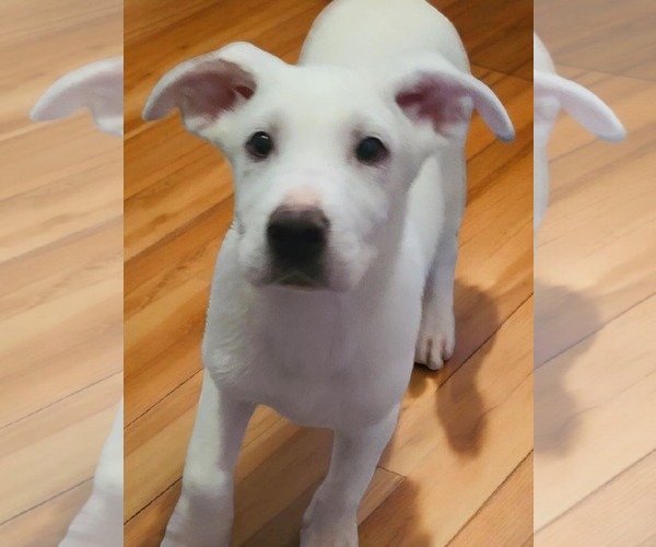 Medium Photo #4 Labrador Retriever-Unknown Mix Puppy For Sale in Minneapolis, MN, USA
