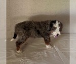 Small #2 Bernedoodle
