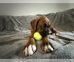Small Photo #59 Boxer Puppy For Sale in WEST COLUMBIA, SC, USA