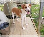 Small Photo #1 Mutt Puppy For Sale in Rossville, TN, USA
