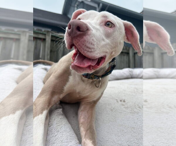 Medium Photo #45 American Pit Bull Terrier-Unknown Mix Puppy For Sale in Germantown, OH, USA