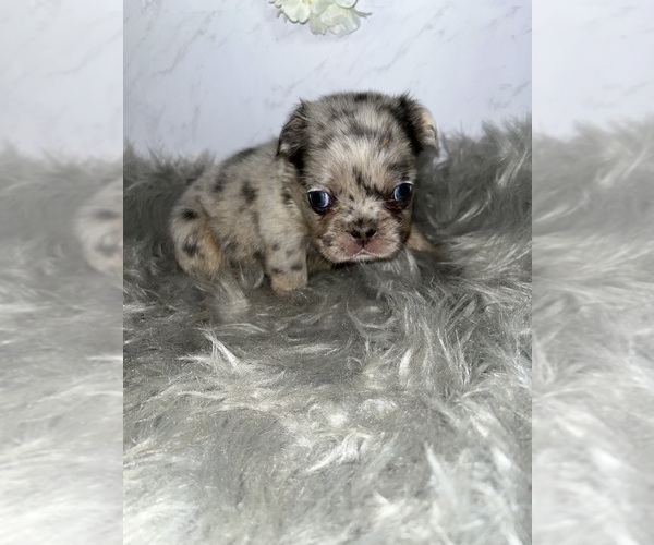 Medium Photo #8 French Bulldog Puppy For Sale in PHOENIX, AZ, USA