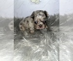 Puppy 8 French Bulldog