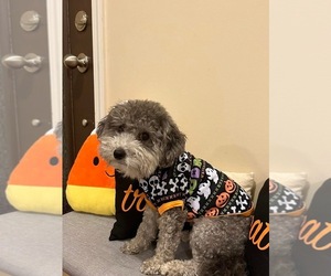 Father of the Maltipoo puppies born on 05/02/2025