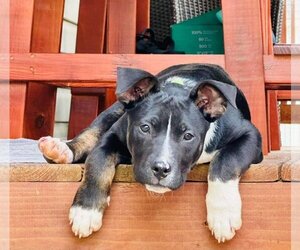 Labrador Retriever-Unknown Mix Dogs for adoption in Ellijay, GA, USA