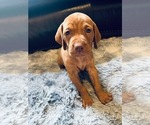Small #2 Vizsla