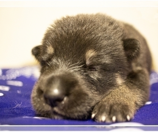 Medium Photo #5 German Shepherd Dog Puppy For Sale in FAIR GROVE, MO, USA