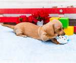 Small #2 Dachshund