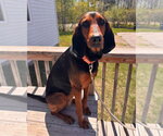 Small #5 Coonhound
