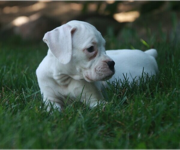 Medium Photo #3 Boxer Puppy For Sale in SHIPSHEWANA, IN, USA