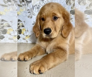 Golden Retriever Puppy for Sale in AMITY, Arkansas USA