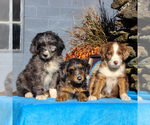 Small Photo #3 Aussiedoodle Puppy For Sale in HOLTWOOD, PA, USA