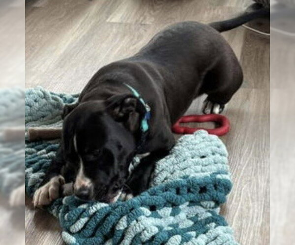 Medium Photo #4 Mutt Puppy For Sale in Rustburg, VA, USA