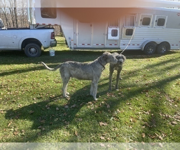Medium Photo #4 Irish Wolfhound Puppy For Sale in BOUCKVILLE, NY, USA