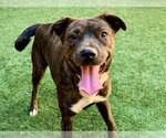 ALENE - Female Mutt Dog for Adoption - Small photo