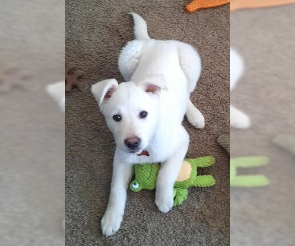 Medium Photo #1 Labrador Retriever-Unknown Mix Puppy For Sale in Andover, MN, USA