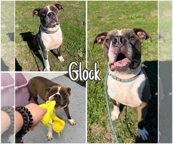 Medium Photo #1 American Staffordshire Terrier-Unknown Mix Puppy For Sale in Pierceton , IN, USA