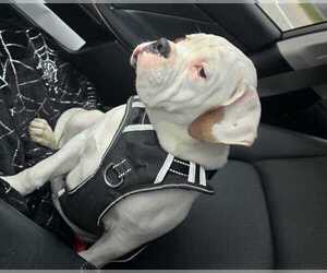 Boxer Puppy for sale in NORWICH, CT, USA