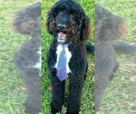 Small Photo #1 Labradoodle Puppy For Sale in KINGSTON, TN, USA